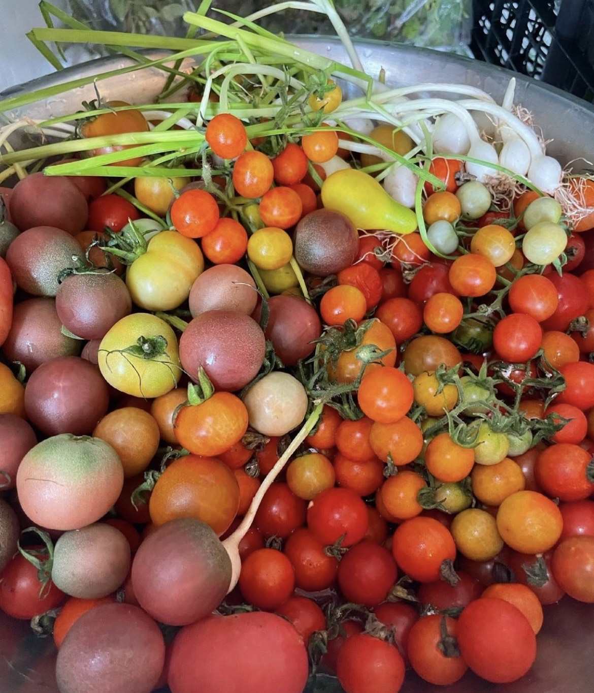 Best Tomato🍅✨sauce  And it’s infused with our grass fed beef broth🥫🍝