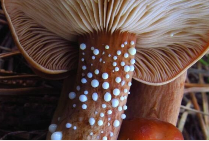 ADAPTOGENIC MUSHROOMS & THEIR BENEFITS ON THE BODY